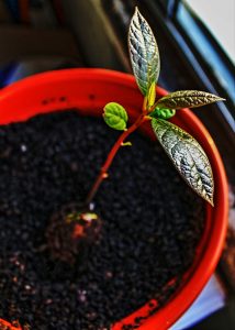 pruning avocado trees to keep them small