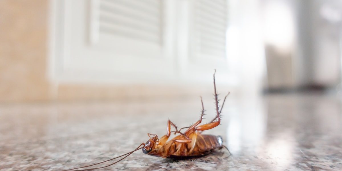Why Are There Roaches in My Home All of a Sudden? How Do I Get Rid of