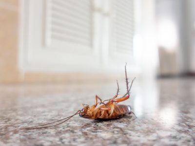 Why are there suddenly so many cockroaches in my house
