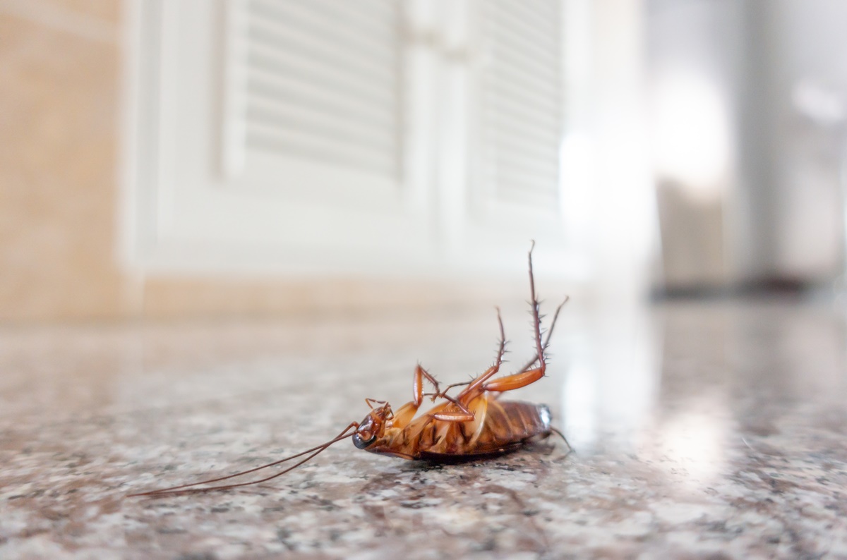 Why Are There Roaches in My Home All of a Sudden? How Do I Get Rid of