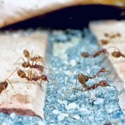 How do I get rid of ants permanently