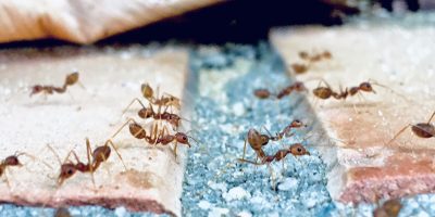 How do I get rid of ants permanently