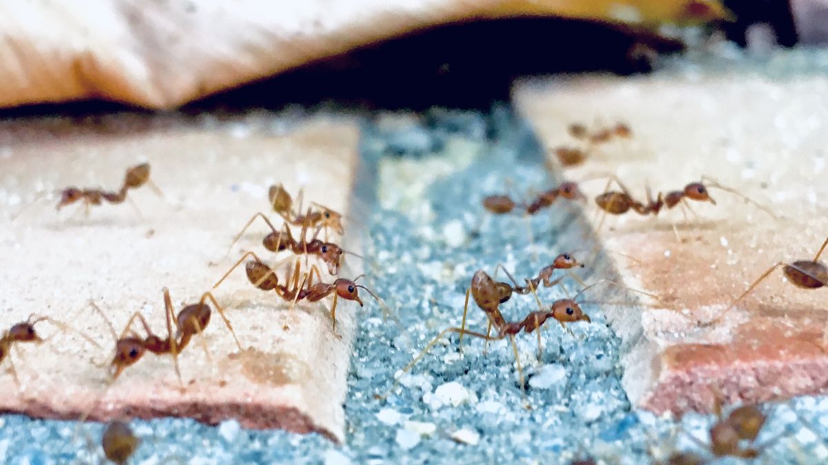 Should You Worry About Ants In Your Home? How To Find Their Entry Point