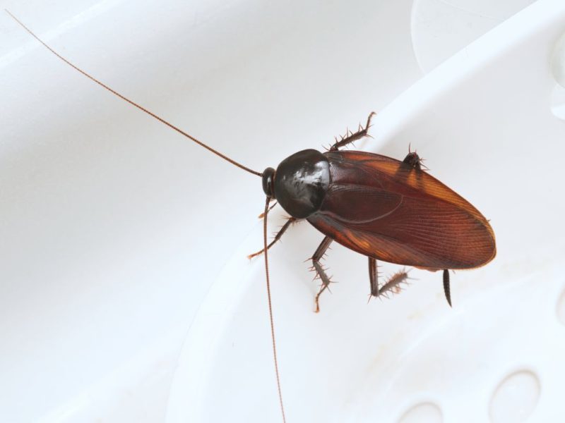 Why Are There Roaches in My Home All of a Sudden? How Do I Get Rid of Them & Keep Them Out For Good?