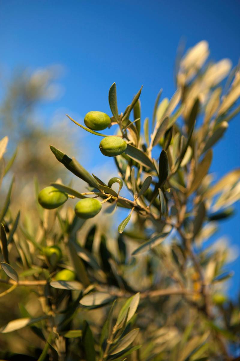 Close up of an olive tree in Provence
