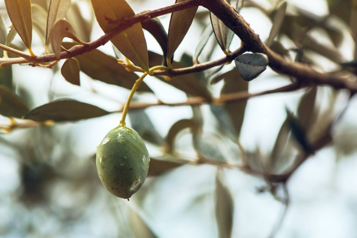 Ripe olive fruit on tree branch in cultivated orchard.