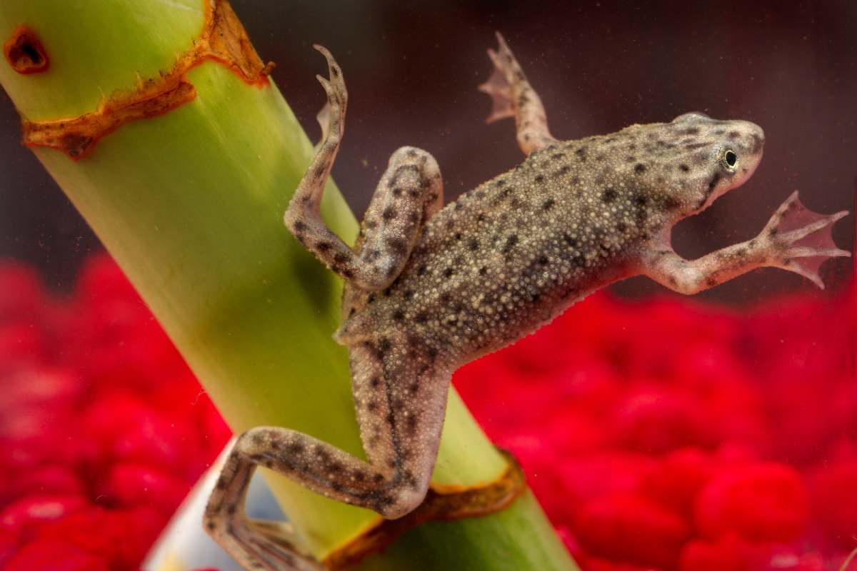 African dwarf frog