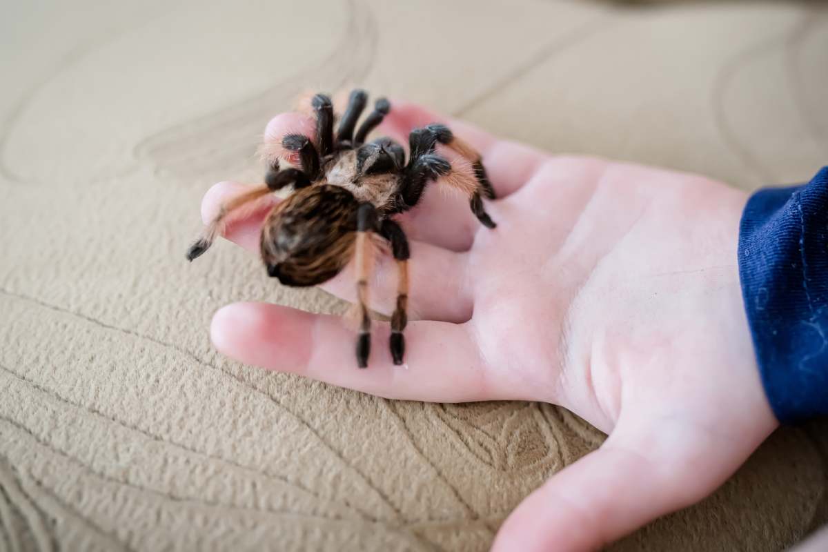 A huge tarantula spider in the palm of a little girl's hand.