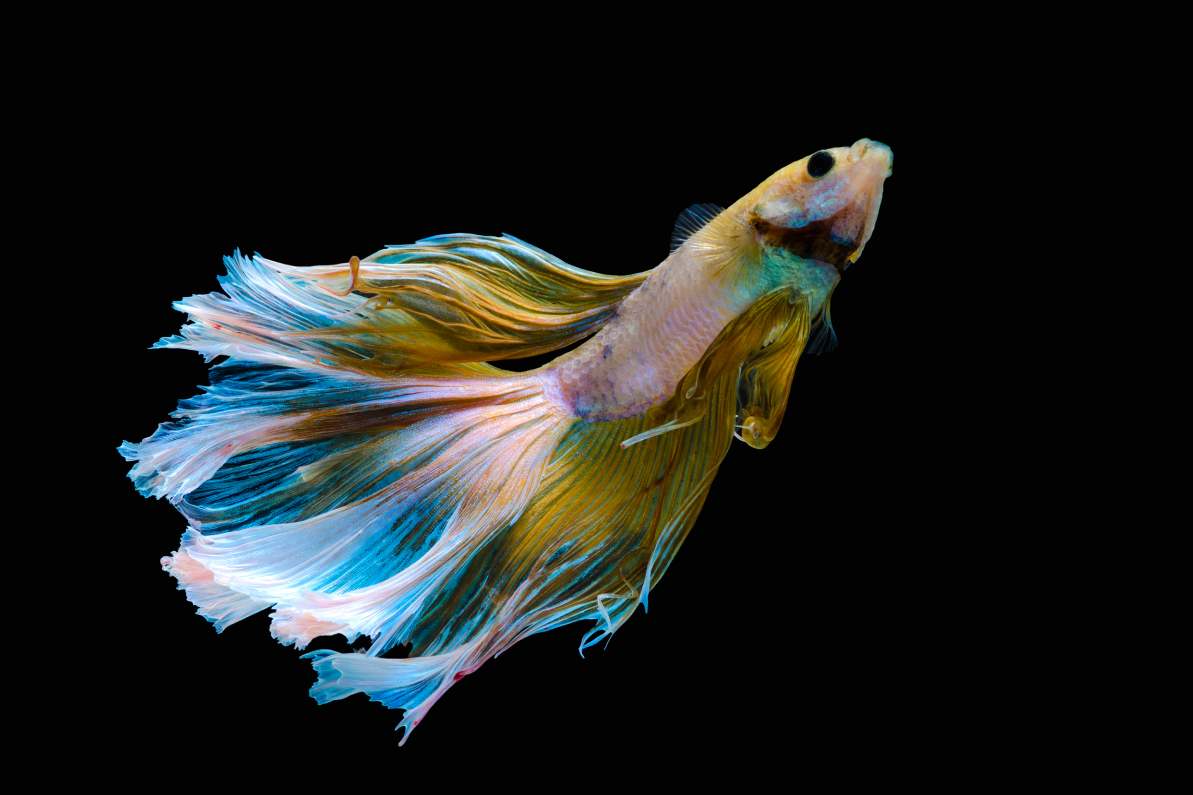 Betta Siamese aquarium fighting fish, black background