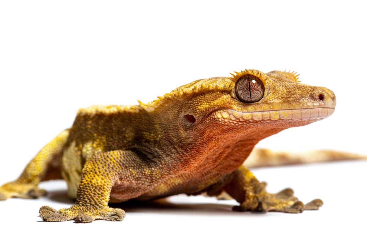 front view of a Crested gecko, Correlophus ciliatus