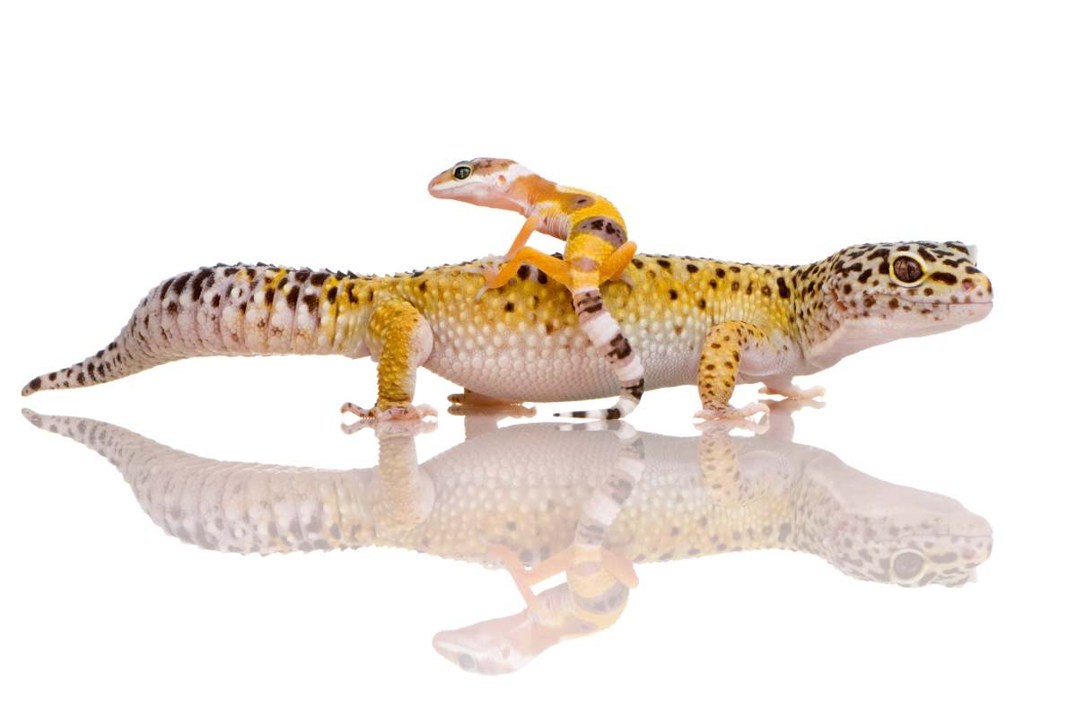 Leopard gecko in front of a white background