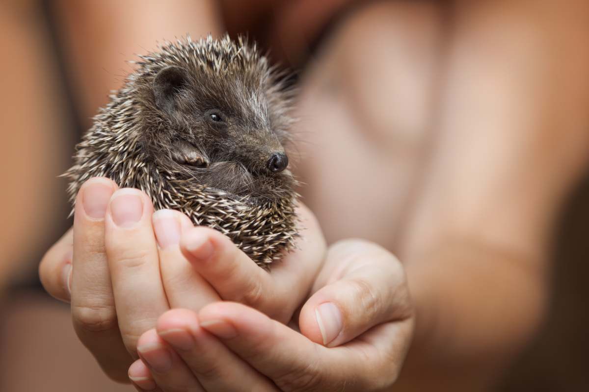 Little hedgehog in the palms