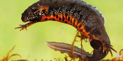 Male danube crested newt, triturus dobrogicus, swimming underwater in river. Full body of patterned wild animal with long tail and crest on back. Amphibian in wetland, Slovakia, Europe.