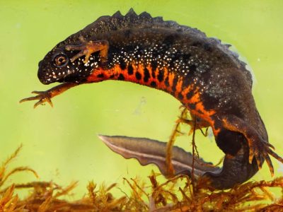 Male danube crested newt, triturus dobrogicus, swimming underwater in river. Full body of patterned wild animal with long tail and crest on back. Amphibian in wetland, Slovakia, Europe.