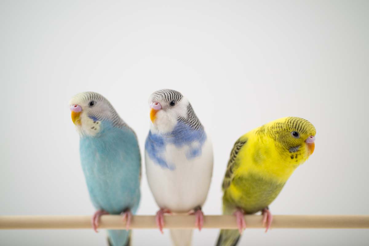 Budgerigars, also known as budgies or parakeets