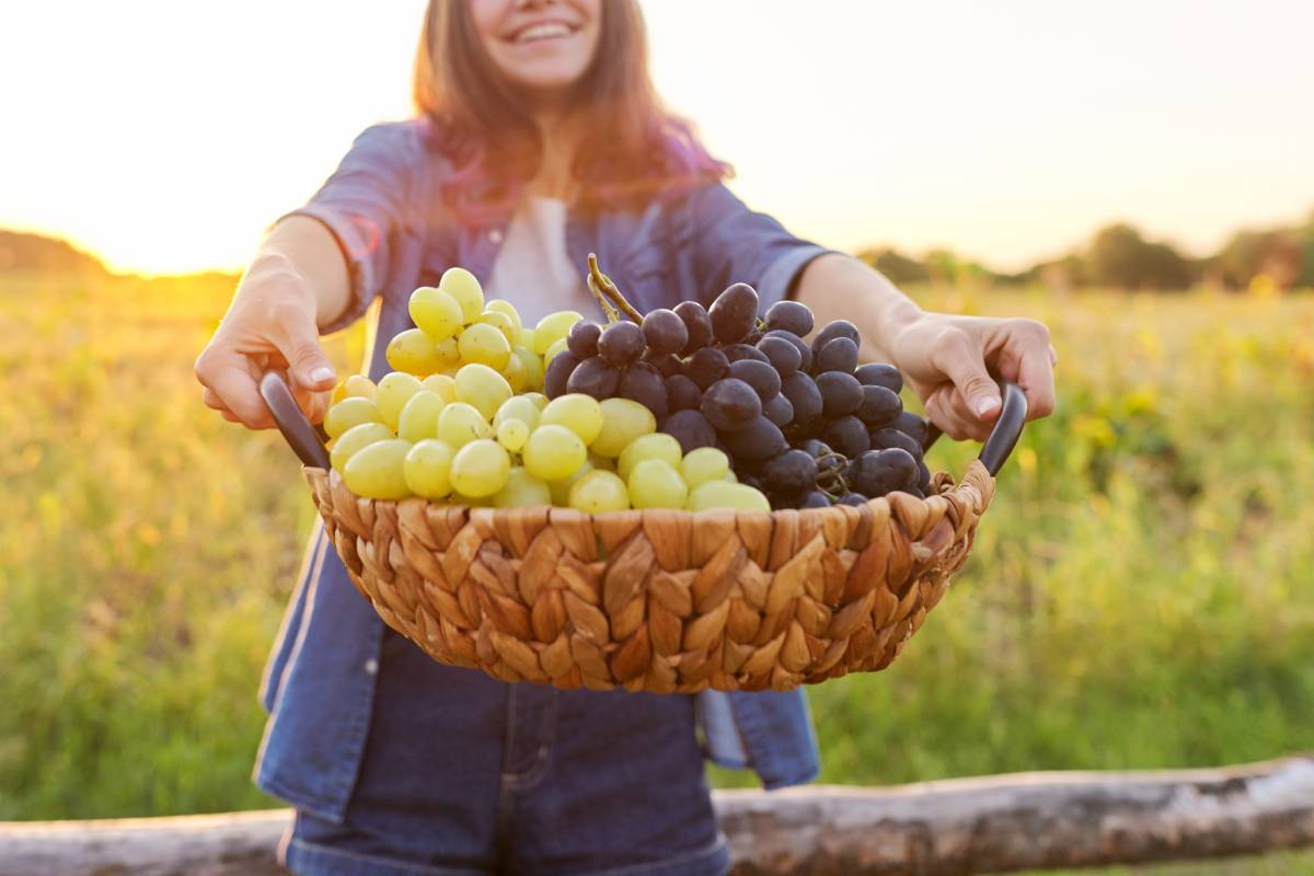 close-up-basket-with-green-and-blue-grapes-in-hand-2024-12-08-02-59-16-utc (1)