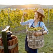 woman-with-grapes-on-the-vineyard-2023-11-27-05-10-20-utc (1)