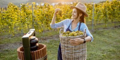 woman-with-grapes-on-the-vineyard-2023-11-27-05-10-20-utc (1)