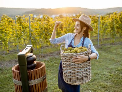 woman-with-grapes-on-the-vineyard-2023-11-27-05-10-20-utc (1)