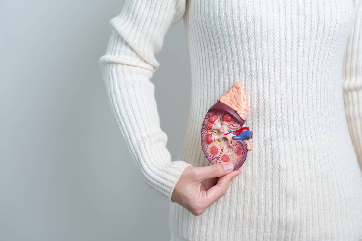 woman holding Anatomical human kidney Adrenal gland model. disease of Urinary system and Stones, Cancer, world kidney day, Chronic kidney and Organ Donor Day concept