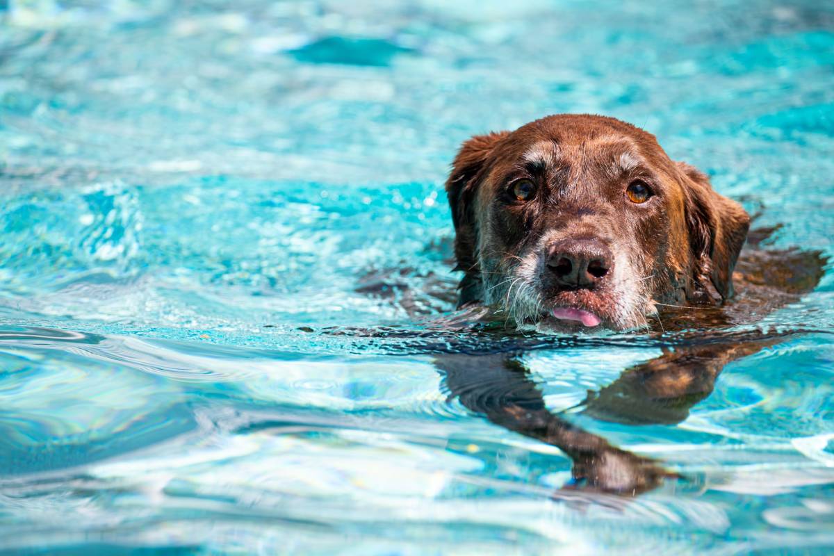 Cheerful canine swims in a pool