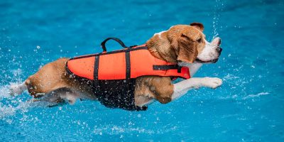 dog-jumps-into-the-pool-2024-12-05-12-27-05-utc (1)