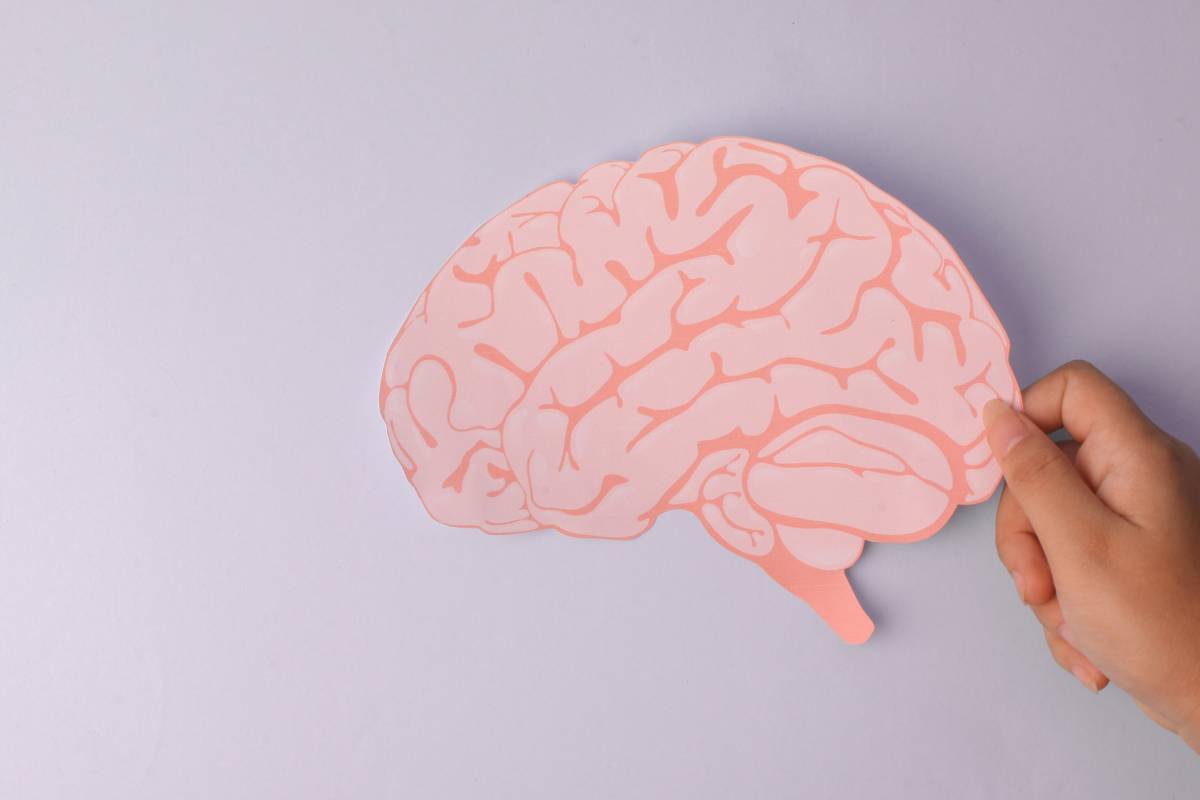 Hand Holding A Brain Cutout Representing Brain Health, Neuroscience, Mental Health Care And Medical Awareness Concepts On Purple Background.