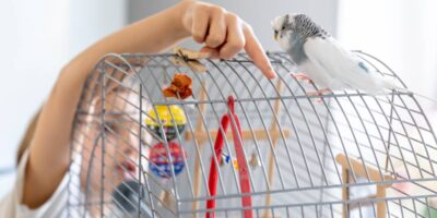 Blue and white budgie in a cage. Pets concept.