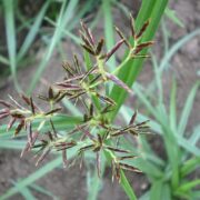 Do’s and Don’ts in Getting Rid of Nutgrass in Your Lawn