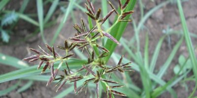 Do’s and Don’ts in Getting Rid of Nutgrass in Your Lawn