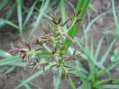 Do’s and Don’ts in Getting Rid of Nutgrass in Your Lawn