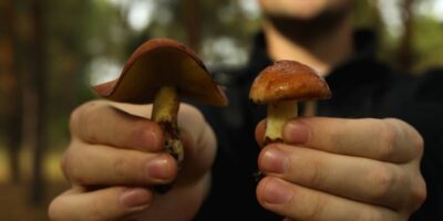 Man hold fresh forest mushrooms, close up