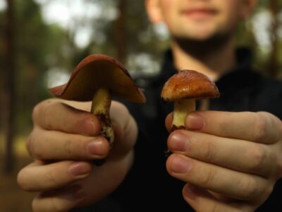 Man hold fresh forest mushrooms, close up